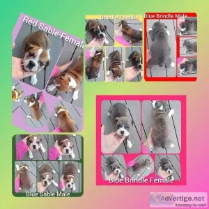 Olde English Bulldog Pupppies 4 sale