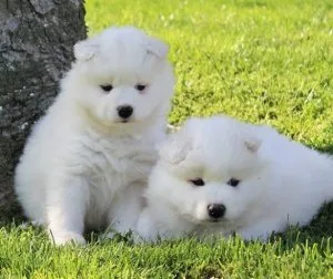Physical White Samoyed Puppies For Sale