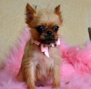 Lovely Brussels Griffon Puppies For Sale.