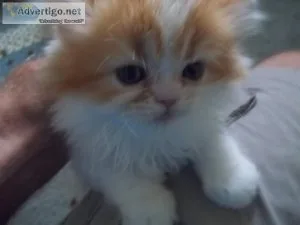 FANTASTIC PERSIAN KITTEN