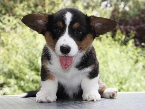 Active Cardigan Welsh Corgi puppies For Sale.