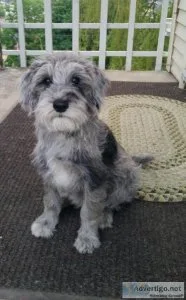 Sherman the Schnoodle