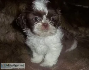 Imperial Female Shih Tzu  Full AKC