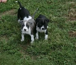 Excellent American Staffordshire Terrier Puppies
