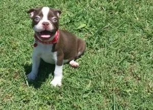 AKC reg. Boston Terrier Puppies.