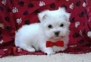 Charming Teacup Maltese Puppies Ready for New Family