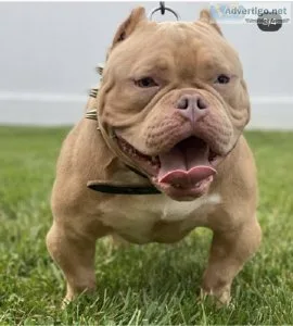 AMERICAN BULLY MALE AVAILABLE
