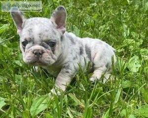 Harsh Merle French Bulldog Puppies For Sale