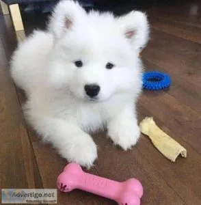 Samoyed Puppies For Adoption