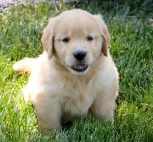 Negligible Golden Retriever Puppies For Sale