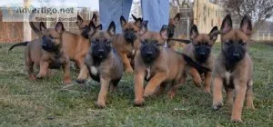 Beautiful Belgian Malinois puppies