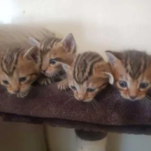 BEAUTIFUL PUREBRED BENGALS TICA PAPERED KITTENS