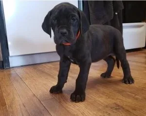 jr6y  male and female Great Dane puppies