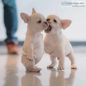 Akc Registered FRENCH BULLDOG Puppies