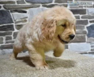 Immaterial Golden Retriever Puppies For Sale