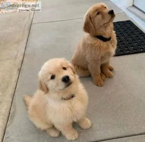 Cute Golden Retriever Pups for a Lovely Home
