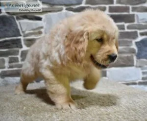 Thirsty Golden Retriever Puppies For Sale