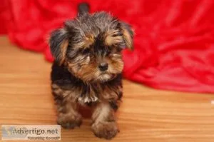 Yorkie Puppies