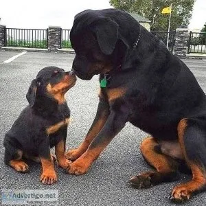 Energetic Rottweiler Puppies Available
