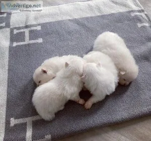 t5ey4   pomeranian puppies for sale