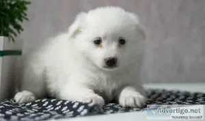 Wealthy White American Eskimo Puppies For Sale