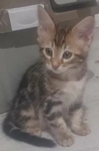 Female Bengal Kitten