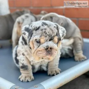 Train Bulldogs Home