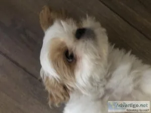 Female shitzu puppy