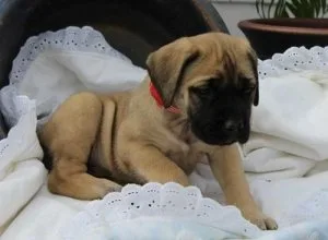 Healthy Bullmastiff Puppies For Sale.