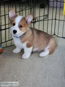 Pembroke Welsh Corgi Puppies
