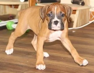 Pure Boxer Puppies For Sale.