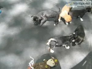 small poodle mix puppies