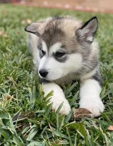 Masculine Alaskan Malamute Puppies For Sale