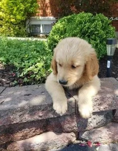 Regal Golden Retriever Puppies For SALE