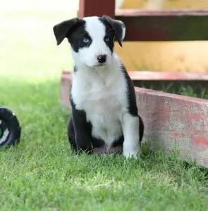 Well Socialized Border Collie For Sale.