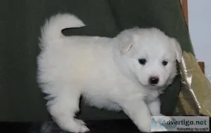Judicious White American Eskimo Puppies For Sale