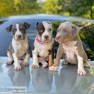 Adorable Pitbull puppies for adoption