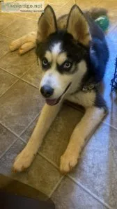 Rehoming husky