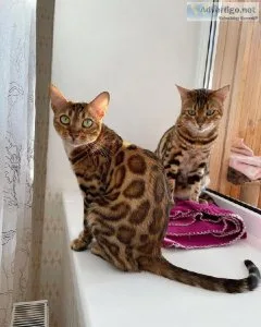 Bengal kittens for sale