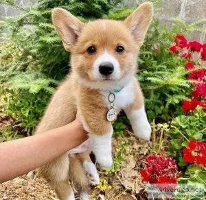 AKC Pembroke Welsh Corgi Available