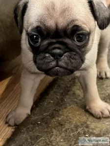 Adorable Pug Puppies