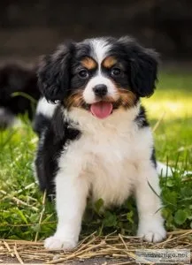 Rottweiler Puppies for sale