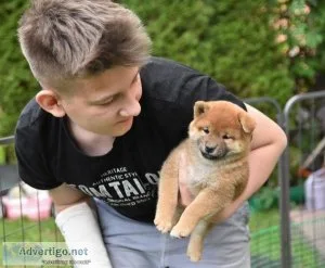 Stunning Shiba Inu Puppies Now Ready