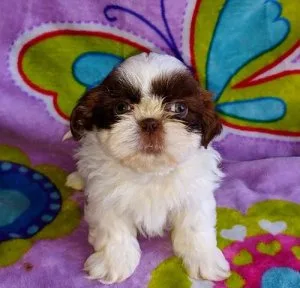 Shih Tzu puppies for sale