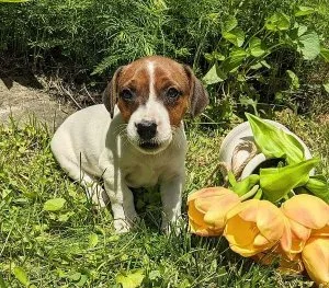Irish Jack Russell Puppies