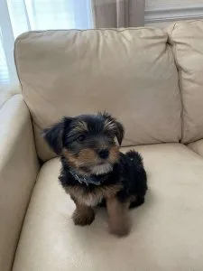 Eight Week Old Female Yorkie Puppy for Sale Now