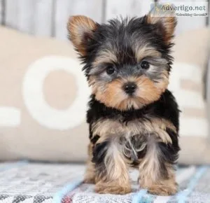 AKC REG Yorkie Teacup Boy And Girl Text  call (330) 910 0534