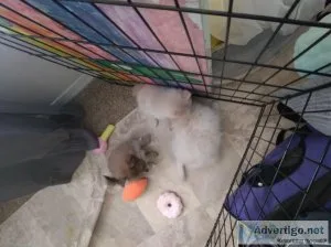 2 beutiful male white pomeranian available