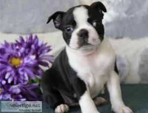 Gorgeous Boston Terrier Puppies Text  call (330) 910 0534