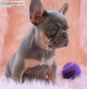 French Bulldog puppies for sale